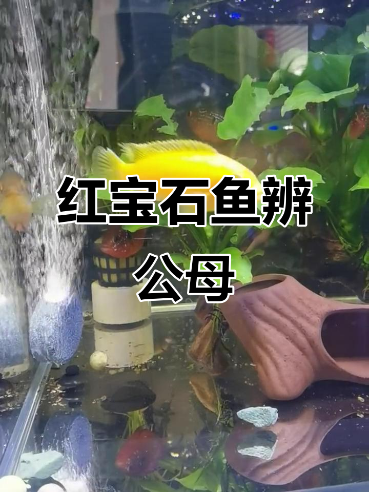 红宝石鱼公母辨别:体型、喉结与习性差异明显