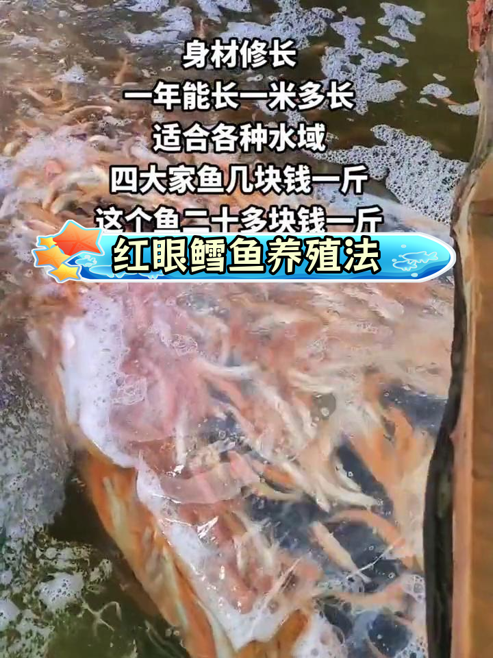 淡水红眼鳕鱼养殖技巧,价格高、生长慢
