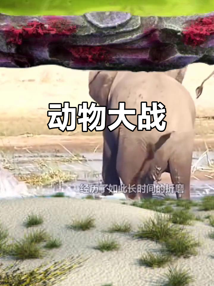 大象与鳄鱼激战,精彩纷呈!