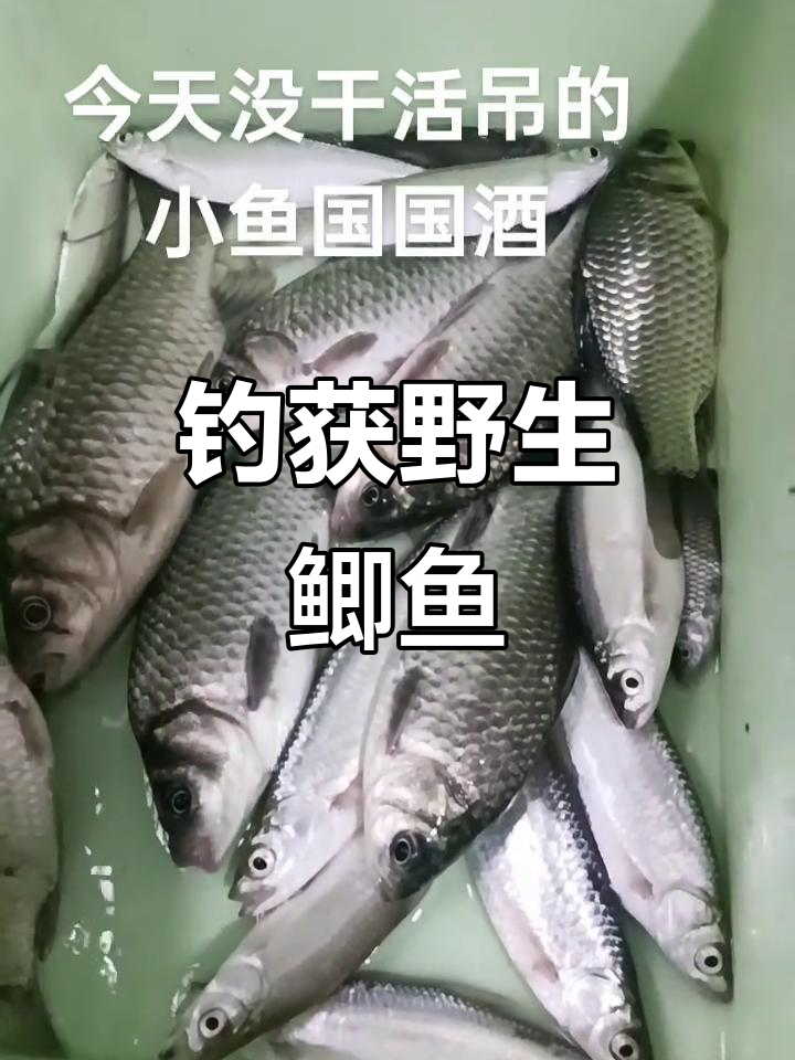 雨天钓鱼乐趣多,野生鲫鱼真实照片大赏