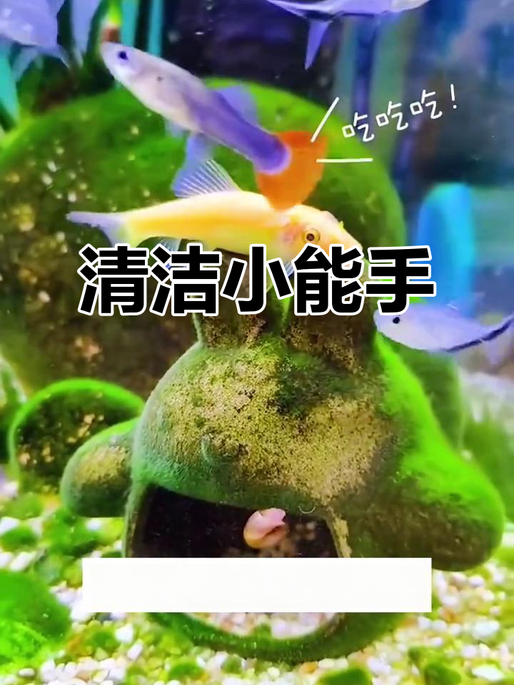 金苔鼠鱼,轻松清理藻类和食物残渣,省时又高效!