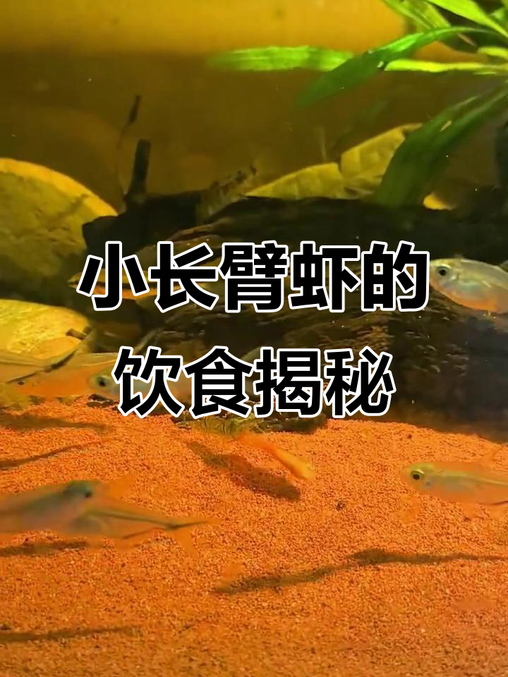 中华小长臂虾竟然不是素食动物,看看它吃什么!