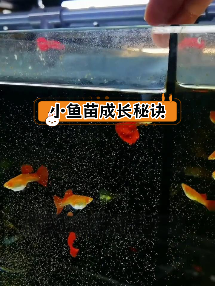孔雀鱼小鱼苗如何快速生长?