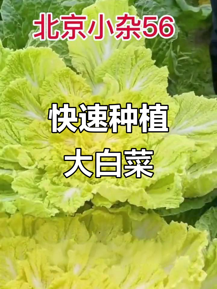 夏季必备!耐热大白菜种子,两个月就能收获美味蔬菜