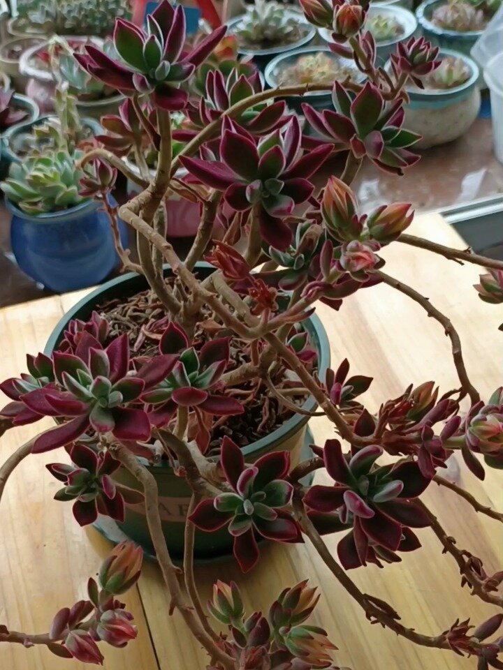 多肉锦晃星修剪锦晃星剪枝