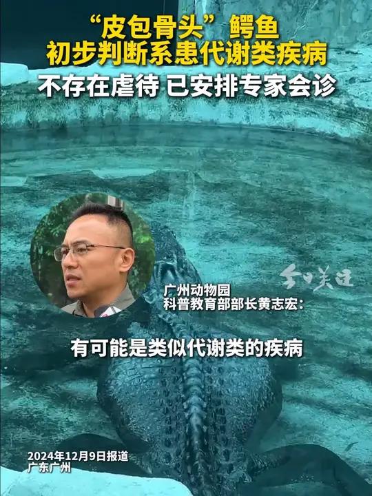 近日,广州动物园一条骨瘦如柴的鳄鱼引发大家关注。12月9日,广州动物园科普教育部部长黄志宏
