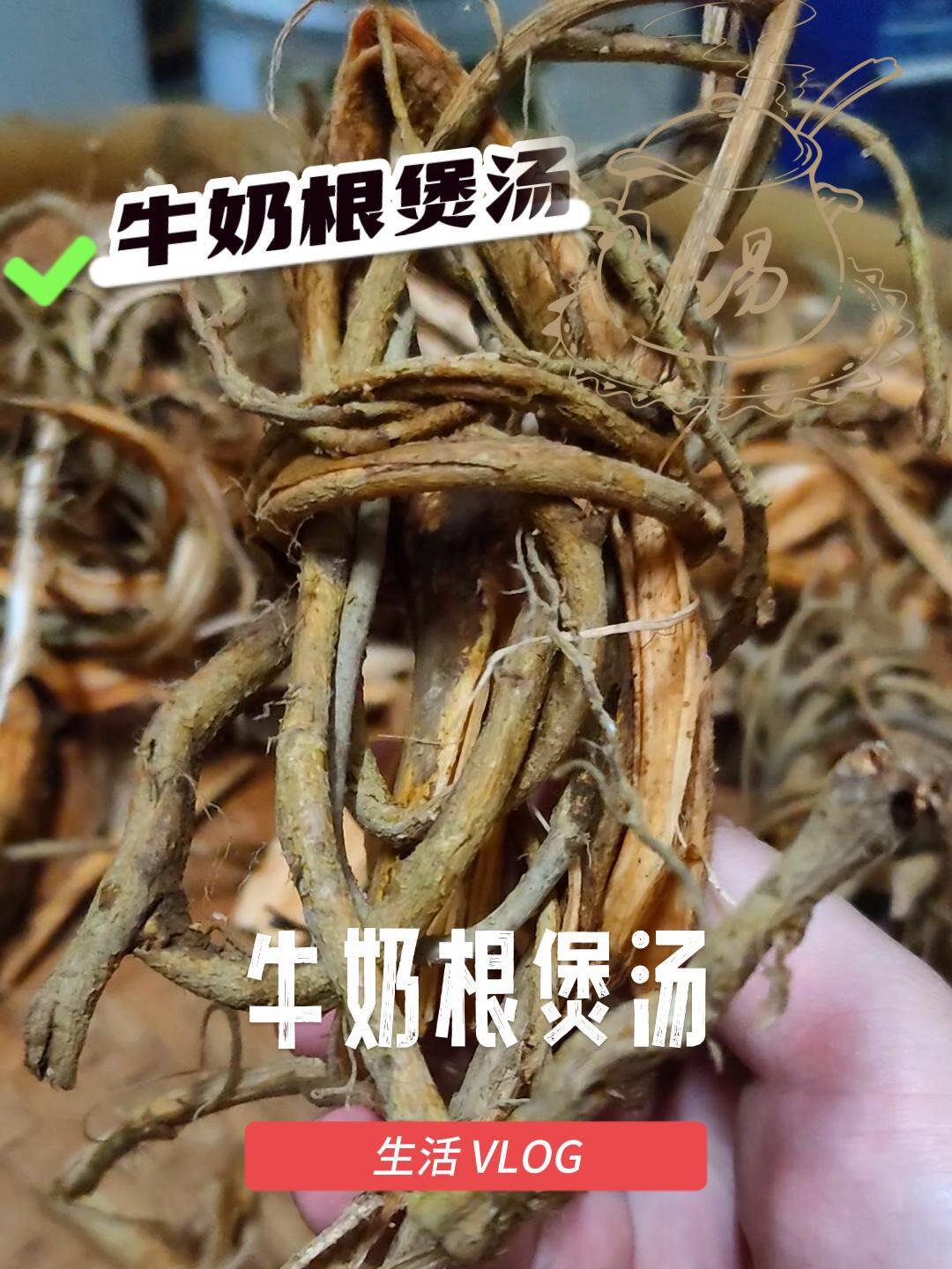 福建草药牛奶根,让你爱上煲汤