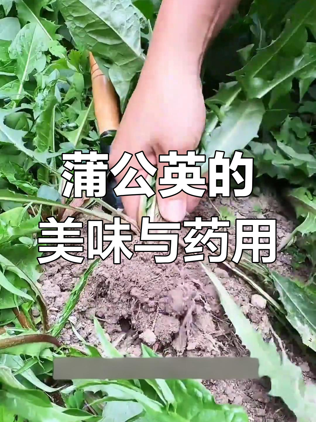 蒲公英:乡村的野菜皇后,炒鸡蛋、泡茶都能行