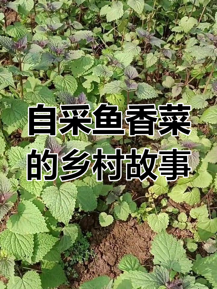 泸州特产鱼香菜,村民自采自卖,餐厅热销的美味佐料