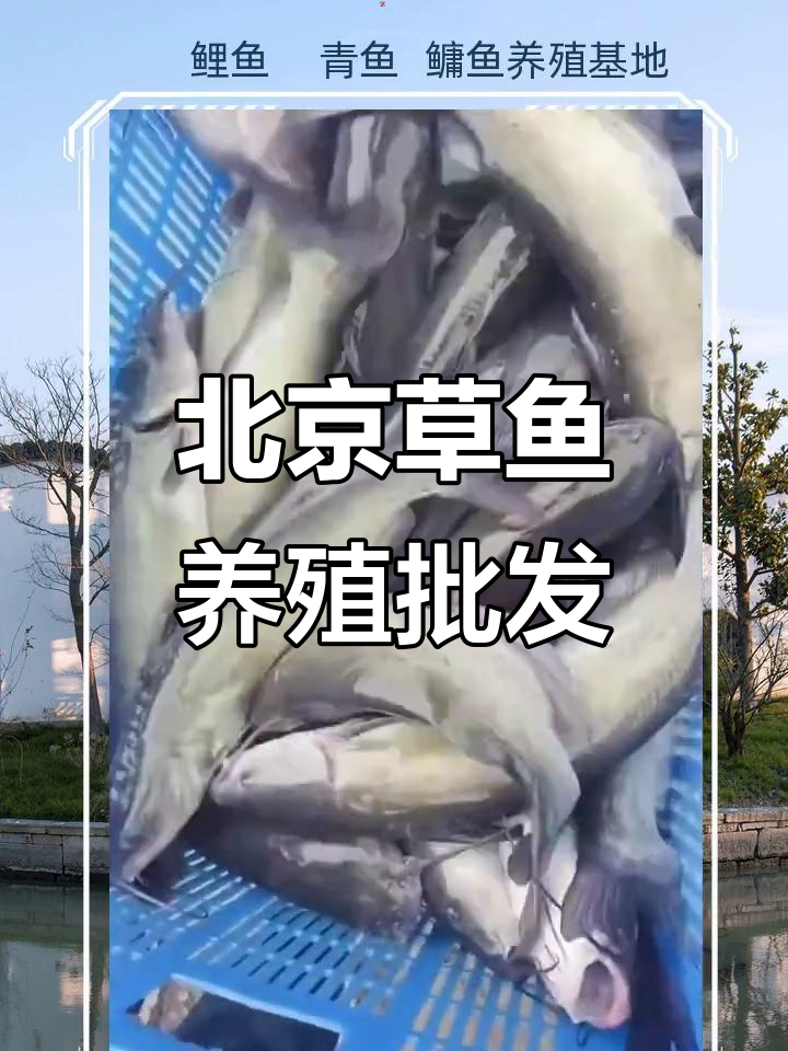 北京草鱼养殖与批发,山西鲤鱼、河北青鱼供应