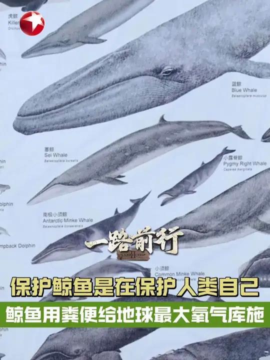 保护鲸鱼是在保护人类自己 鲸鱼用粪便给地球最大氧气库施肥 地球上大概50%-70%的氧气是