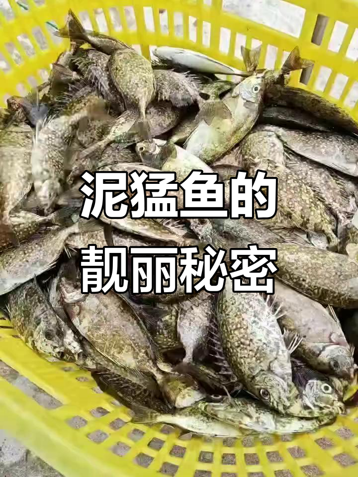 泥猛鱼价格美丽,饲料给力,颜色鲜亮!