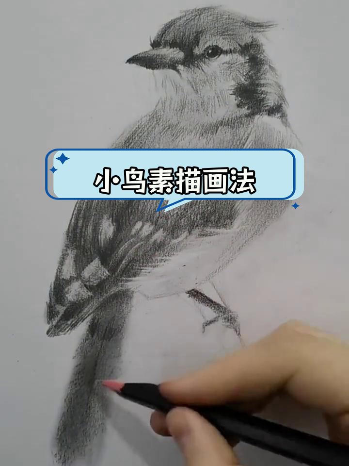 素描小鸟绘制技巧大揭秘