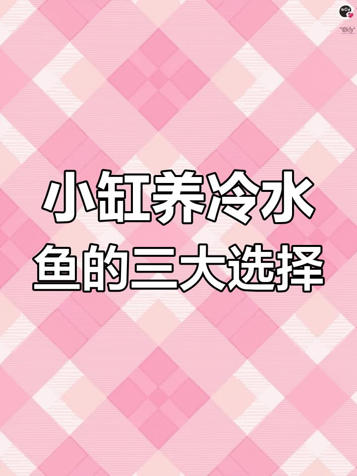 冷水鱼养殖推荐:最适合小缸的斗鱼和锦鲤