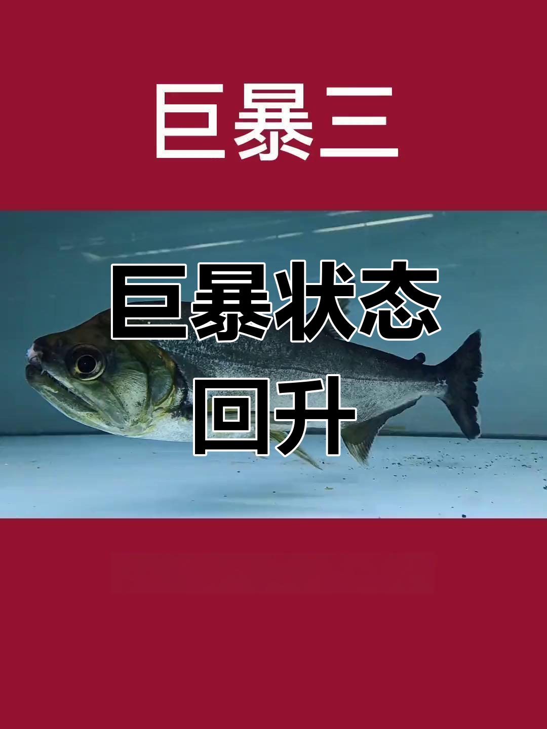 巨暴鱼恢复良好,体型壮实
