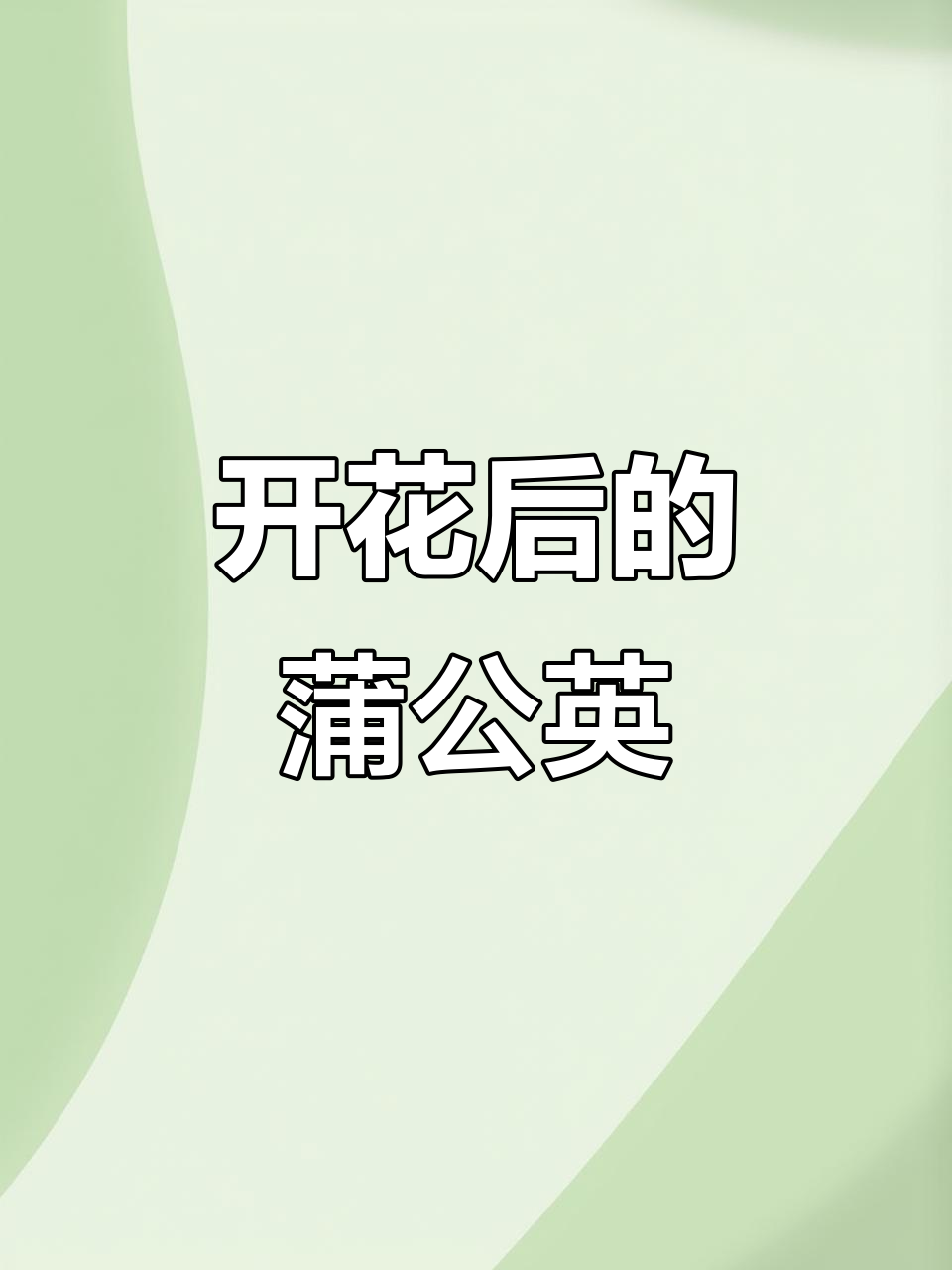 蒲公英的种子与开花,野菜变中草药