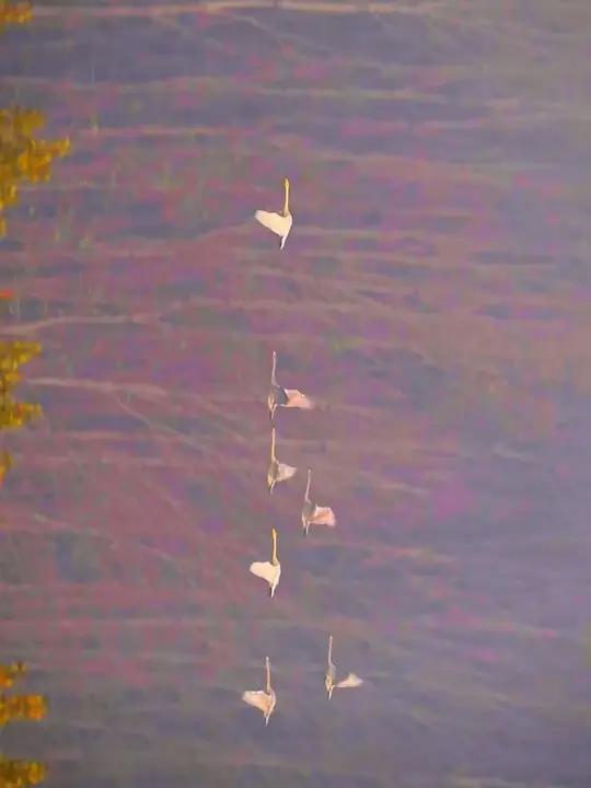 三门峡大天鹅归来,晴空一鹤排云上,便引诗情到碧霄,古诗词里的浪漫具象化了。网友:横竖都很美