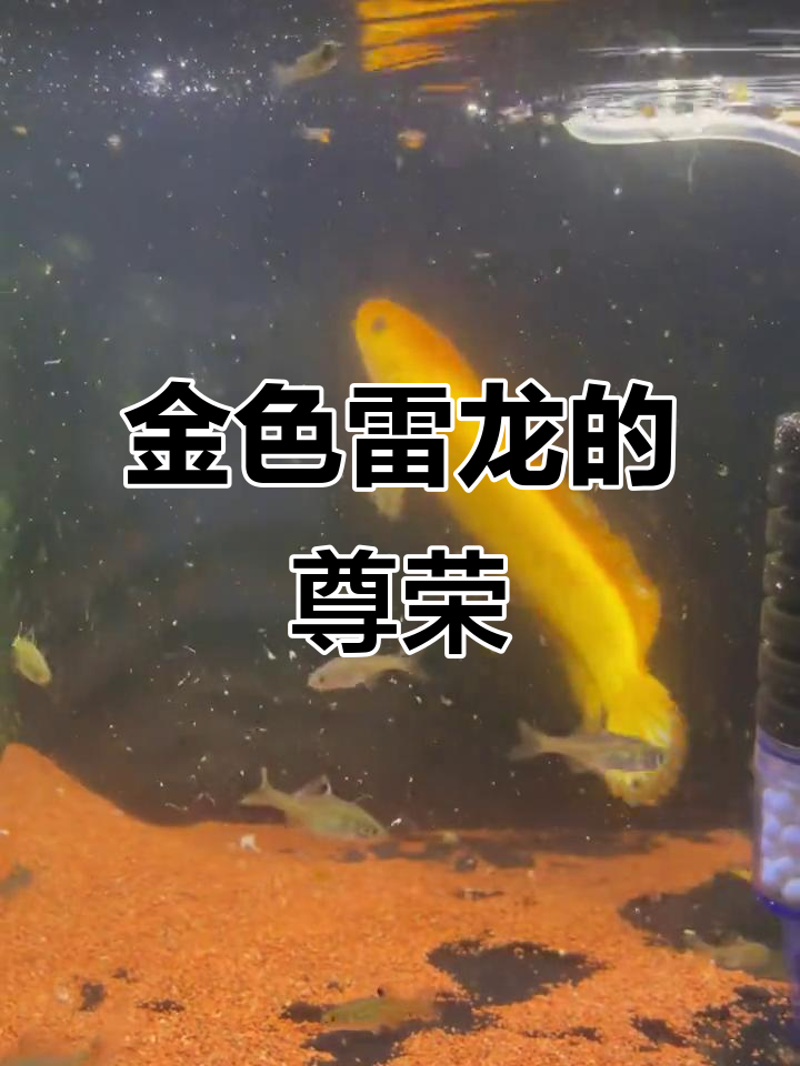 黄金雷龙,天生尊贵,金色闪耀,静谧中透出独特气质
