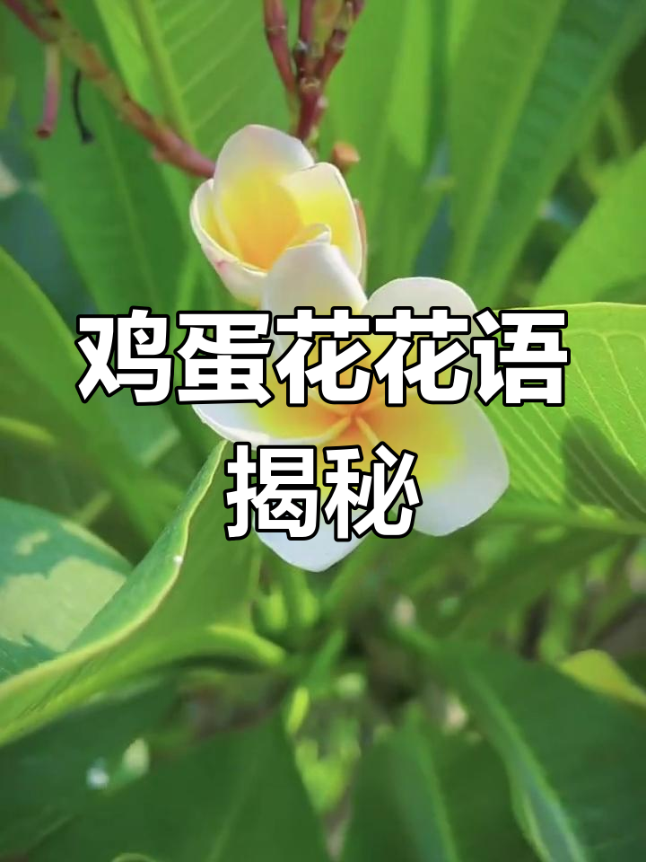 鸡蛋花:平凡中的希望与幸福