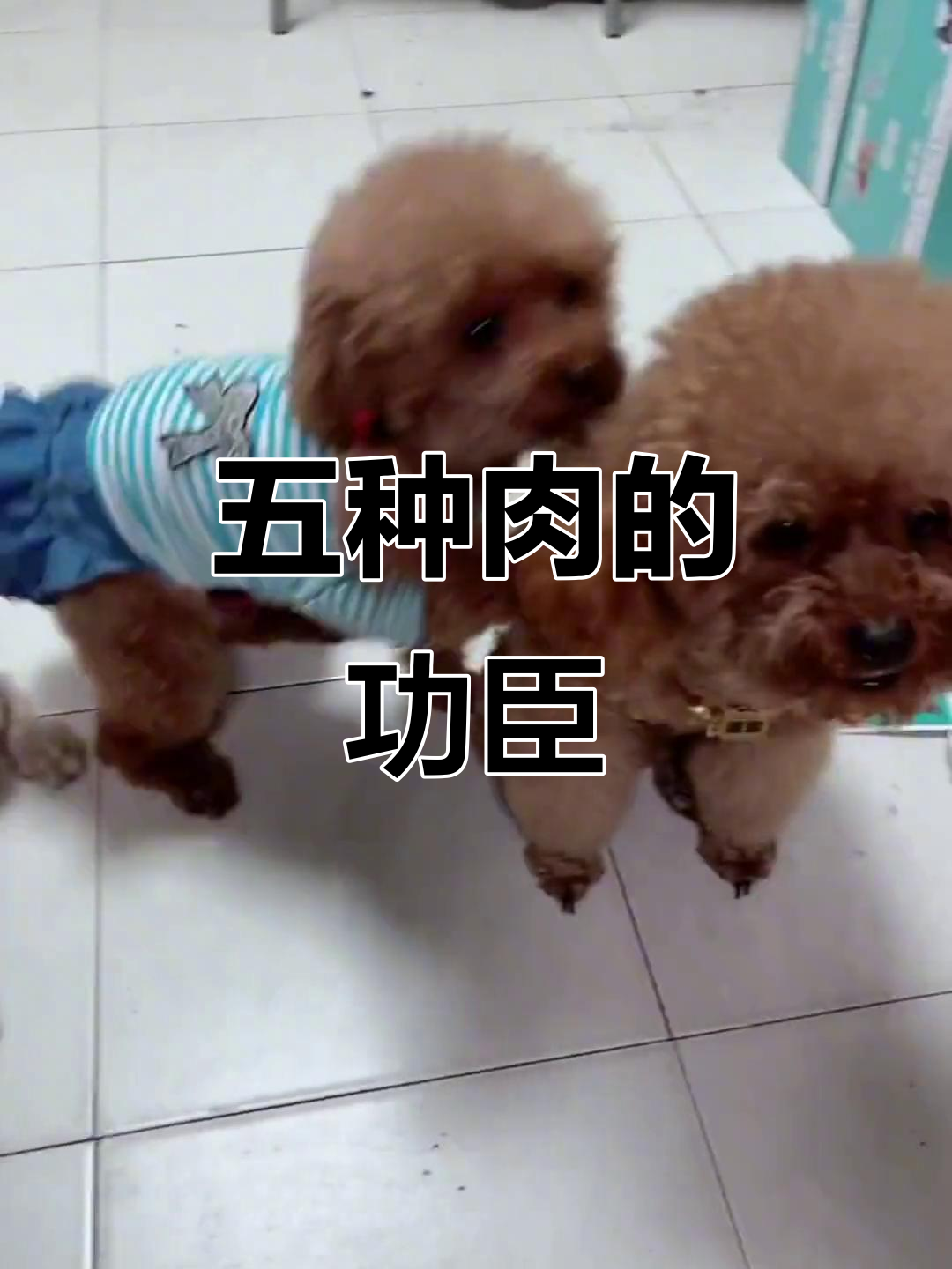 邱老师五种肉大作战,鸡肉鸭肉牛肉羊肉一网打尽