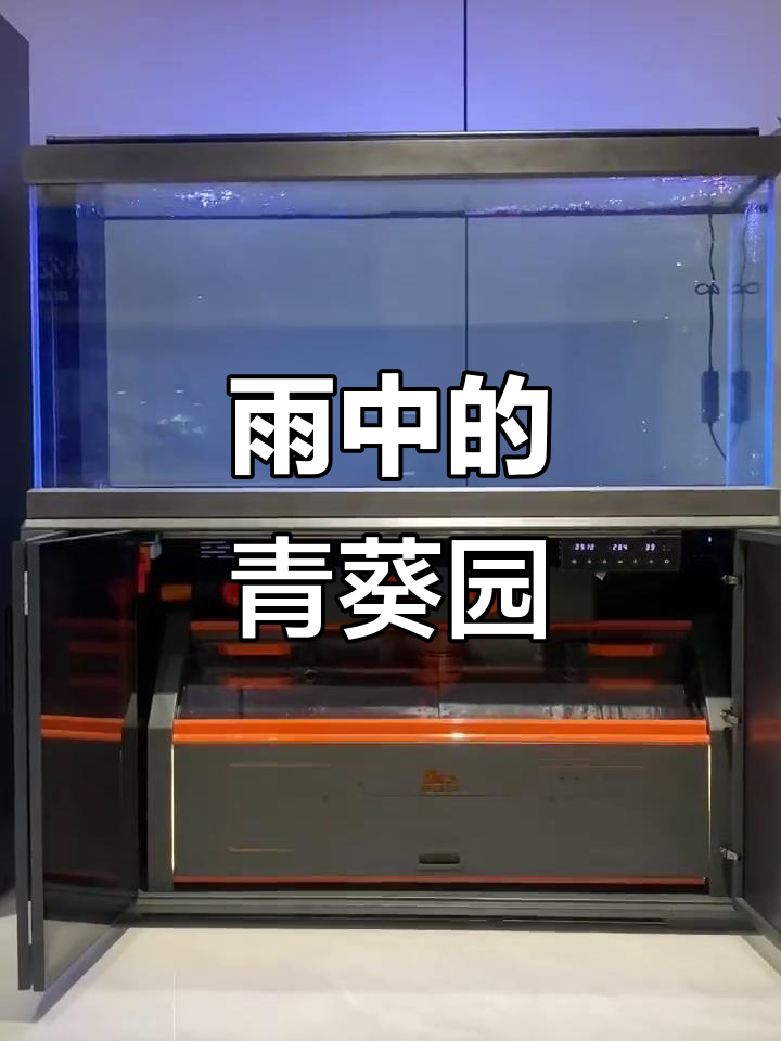 朝露待日晞,青葵园中舞