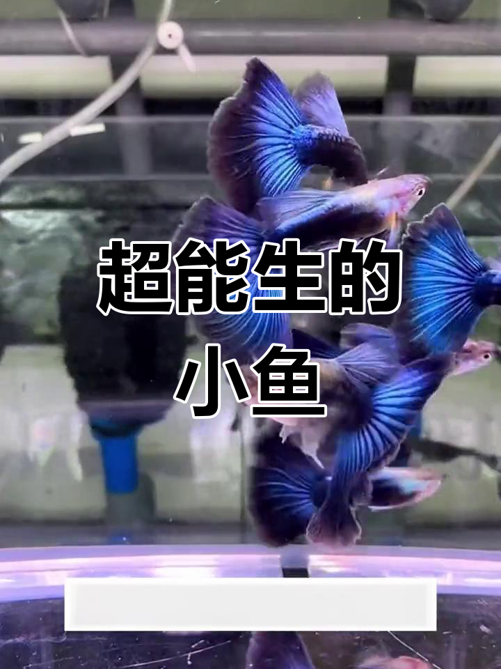 冰蓝孔雀鱼,超美观赏鱼