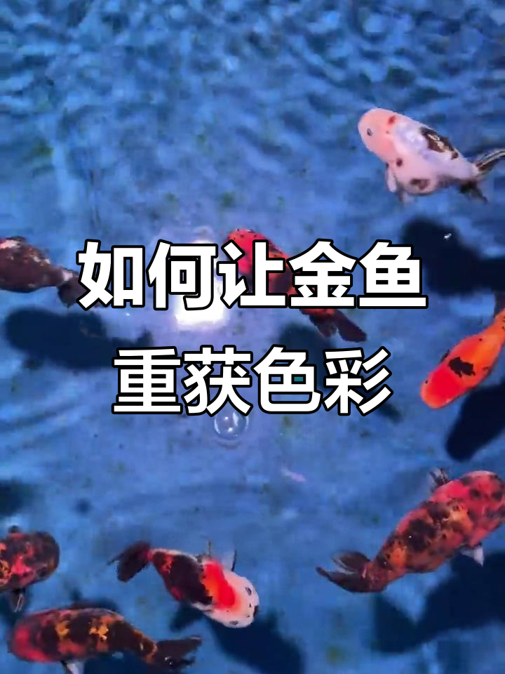 金鱼颜色变浅?这些方法帮你恢复色彩