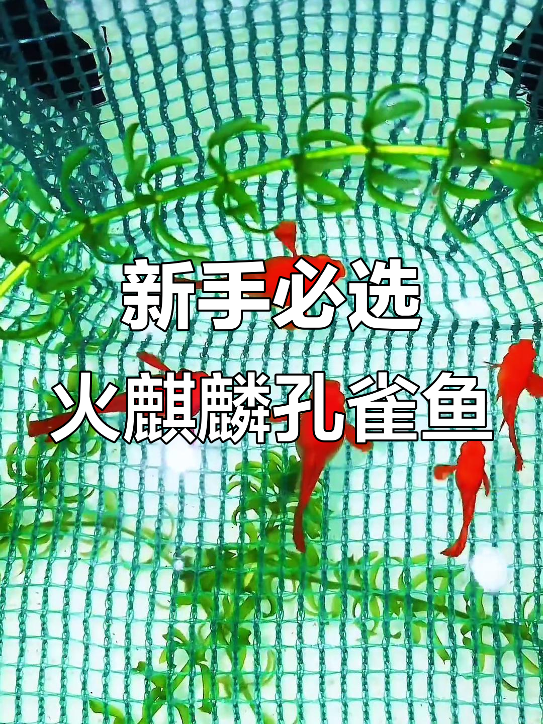 鸿运火麒麟孔雀鱼,新手养鱼的理想选择