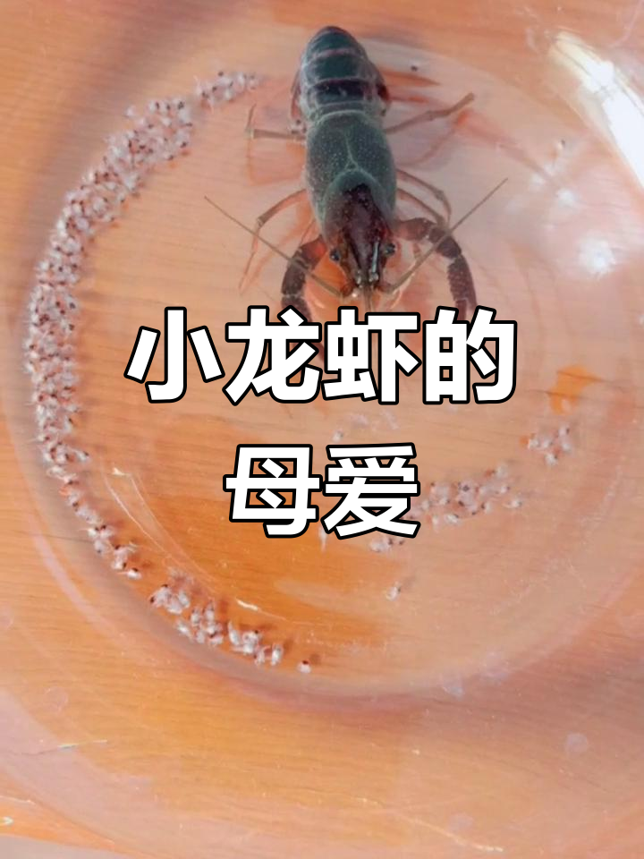 逃亡小龙虾竟产子,母爱让生命延续!