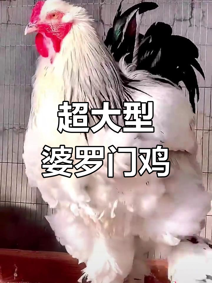 婆罗门鸡:比人还高的巨型杂交品种,你愿意养吗?