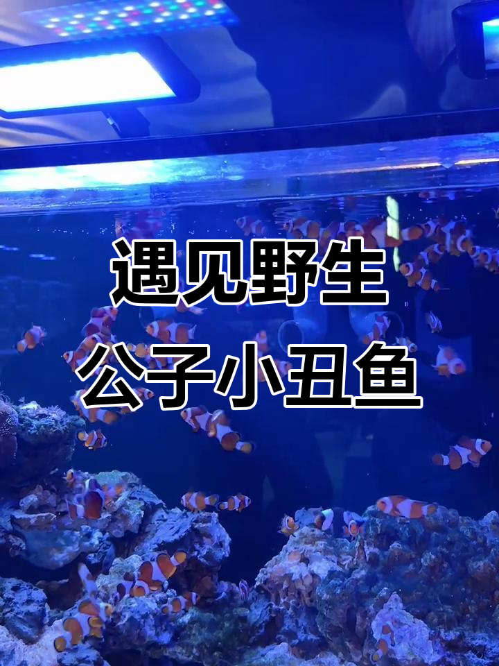 野生公子小丑鱼:神秘海洋生物的美丽邂逅