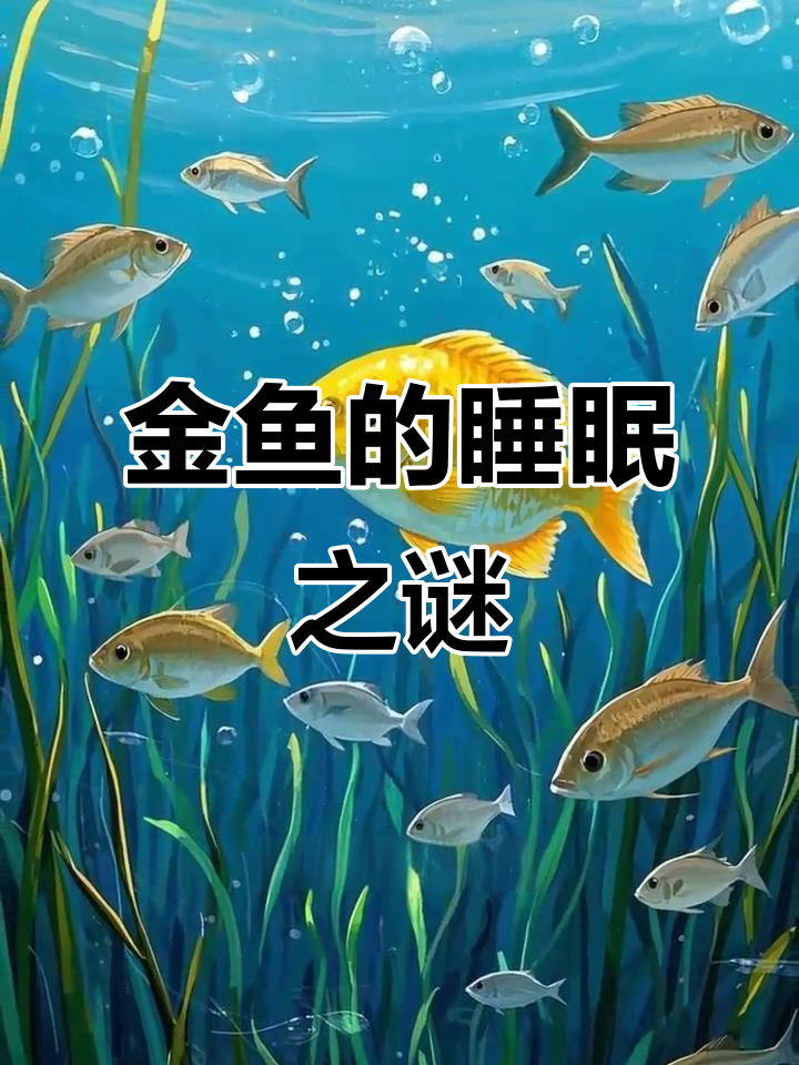 金鱼睡觉不闭眼,靠游动休息;夜晚观察它们的小秘密!