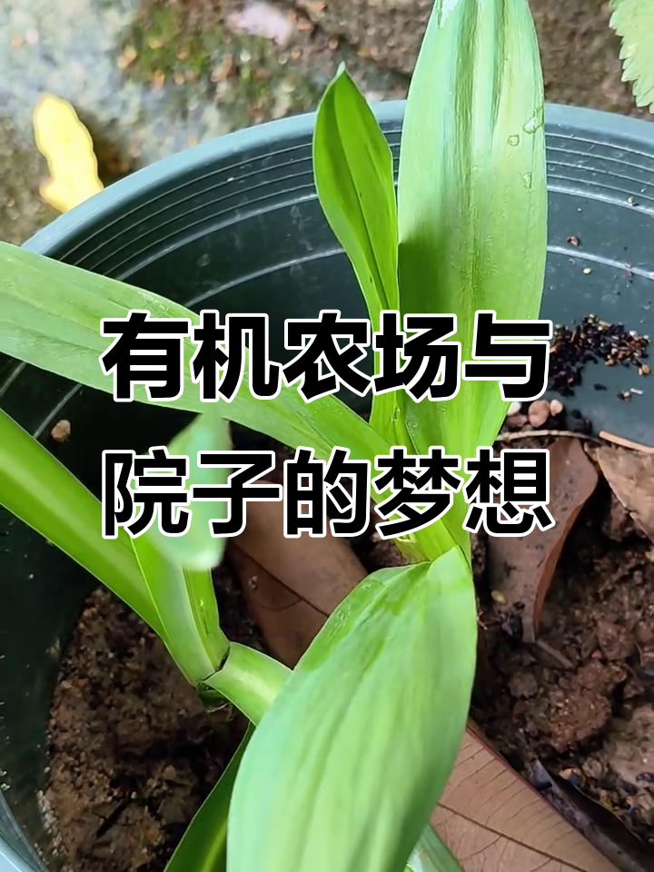 乡村民宿与有机农场:体验自然研学,享受田园生活