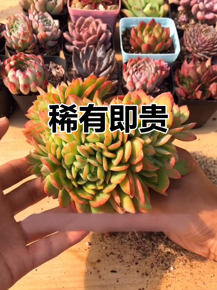 缀化难得,价格高昂,稀少即是珍贵