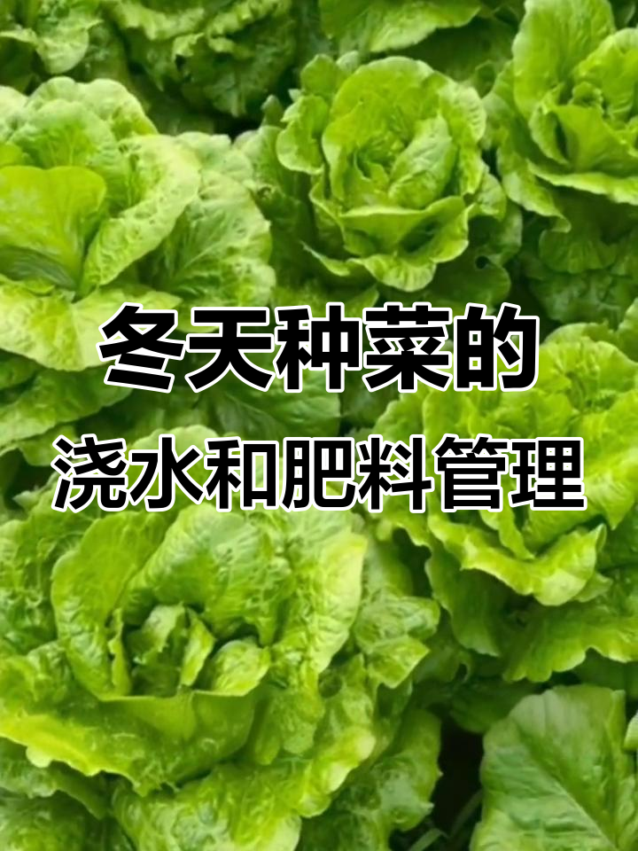 冬季种菜浇水施肥技巧,避免根部腐烂