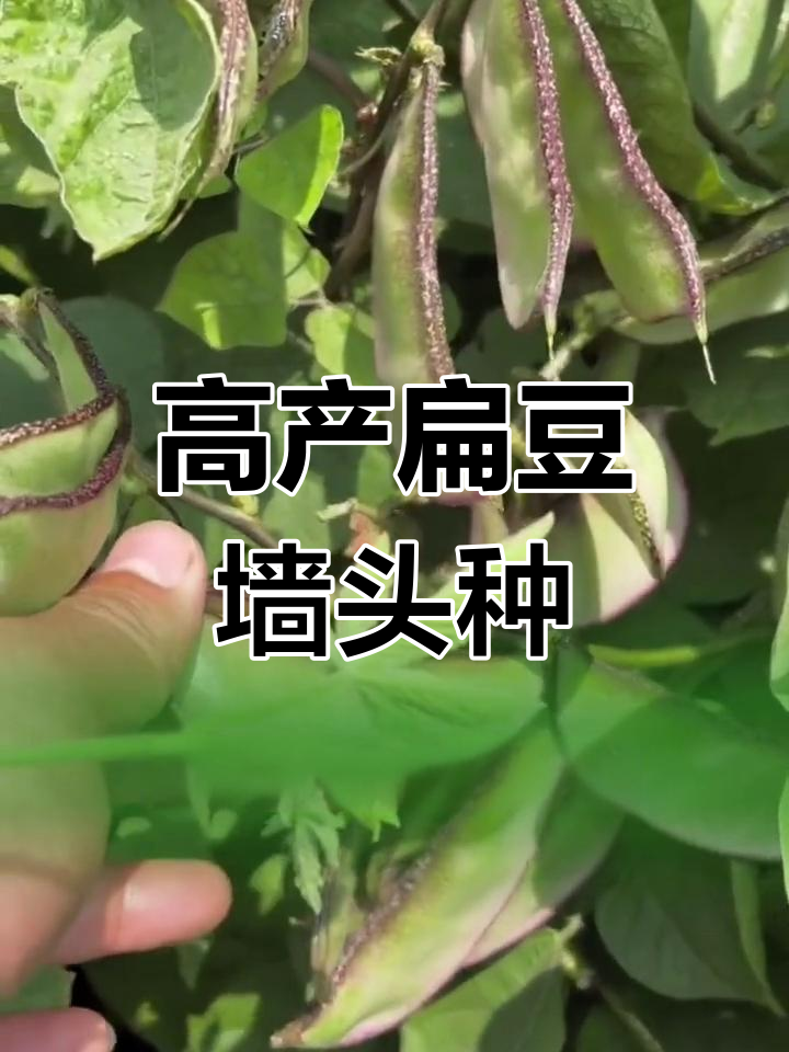 扁豆高产又美味,墙头种植轻松收获