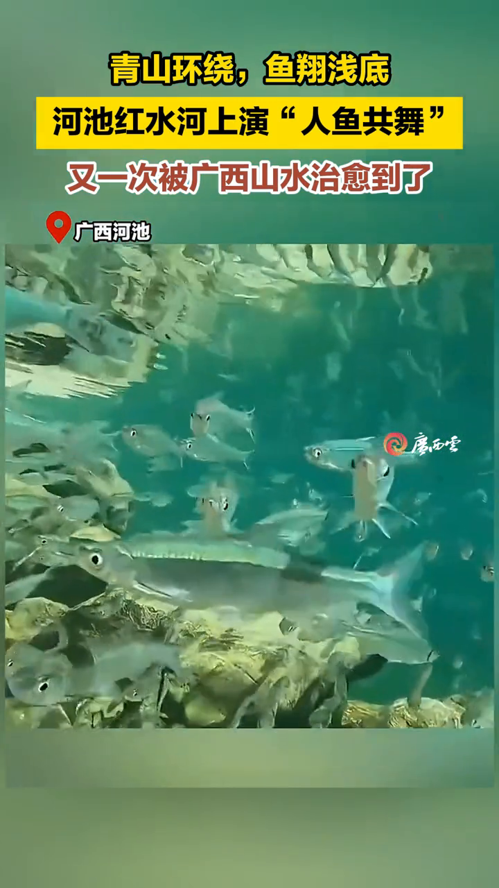 广西的山水从不让人失望!河池红水河上演“人鱼共舞”