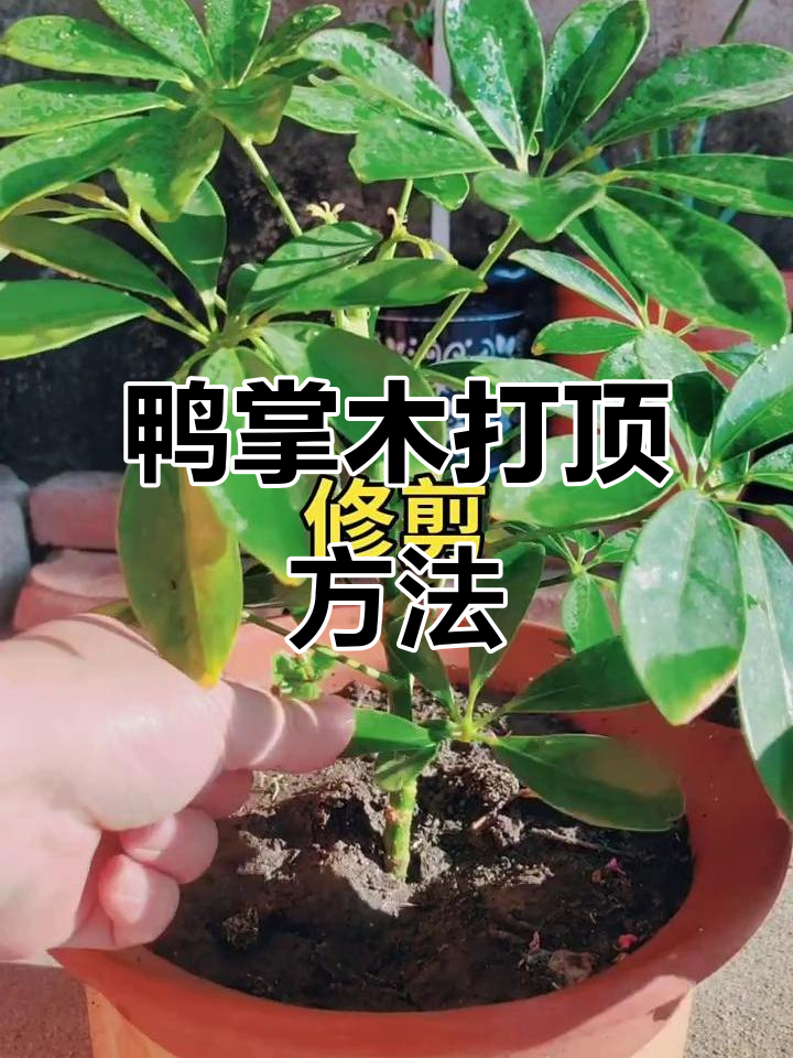 鸭掌木修剪技巧:如何打造多头棒棒糖造型