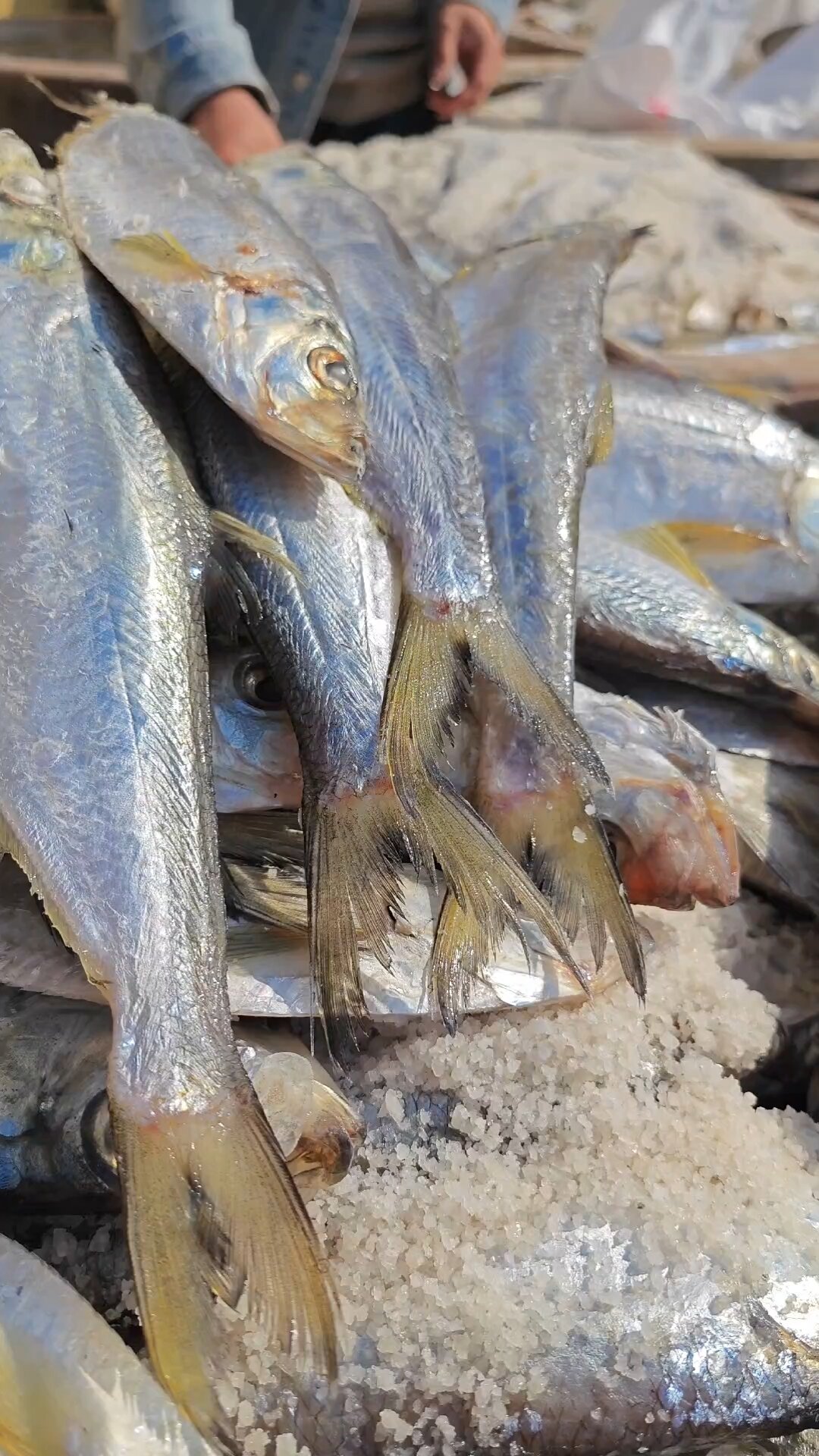 好吃下饭的白鳞鱼