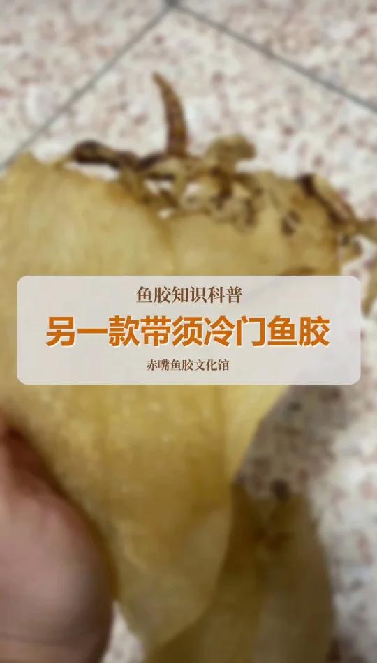冷门鱼胶巴罗胶