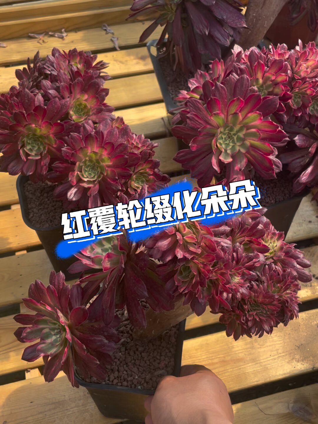 多肉植物～红覆轮缀化