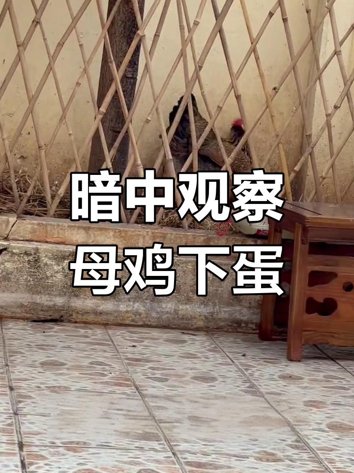 母鸡下蛋全过程揭秘