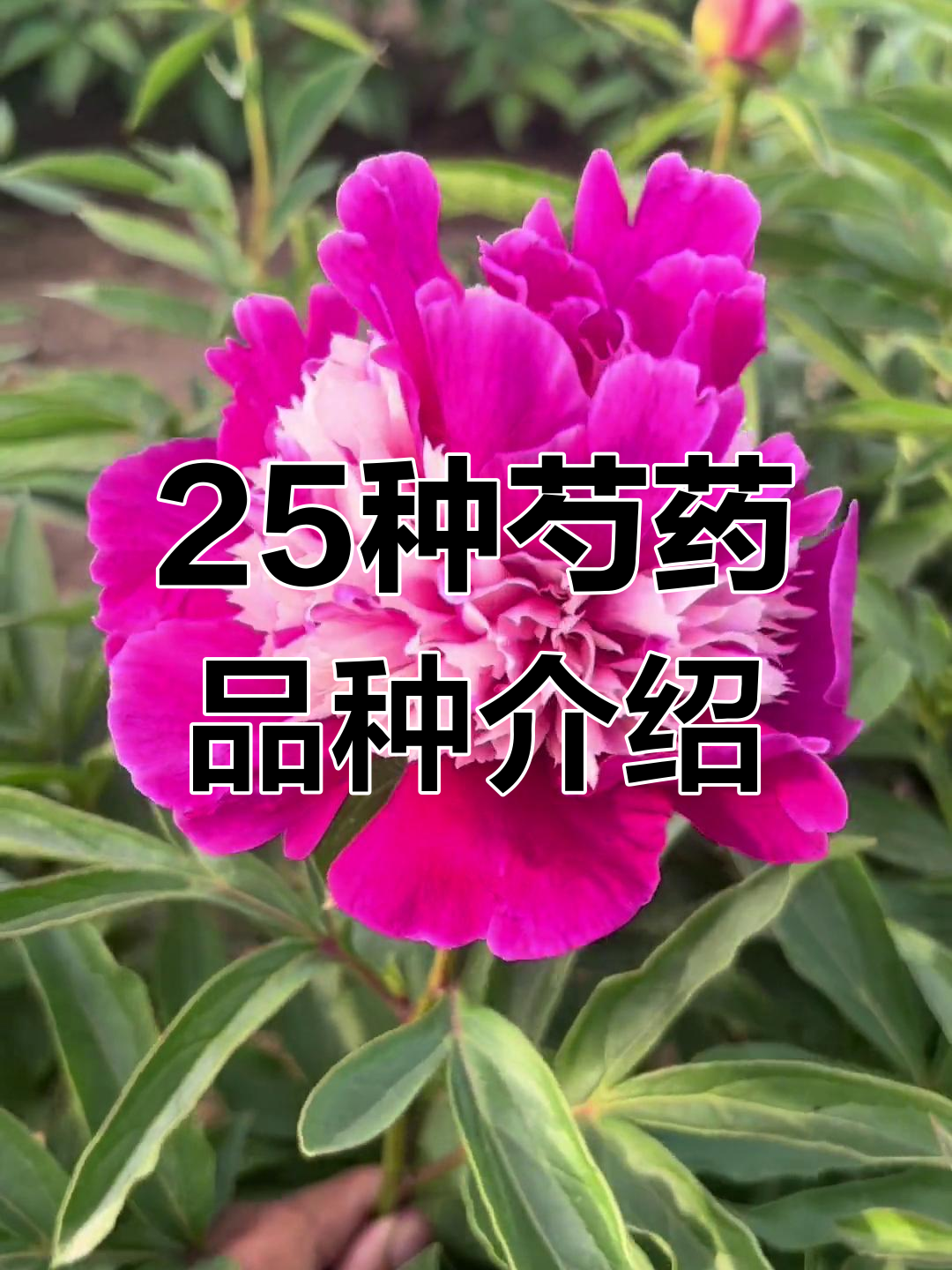 25款芍药品种大揭秘,哪个最适合你?