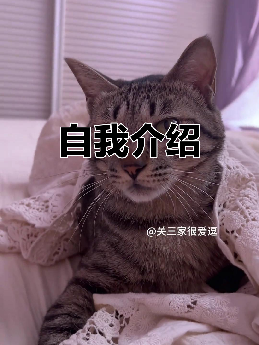 我叫关三家,三三是昵称,虎皮蛋糕是我的最爱
