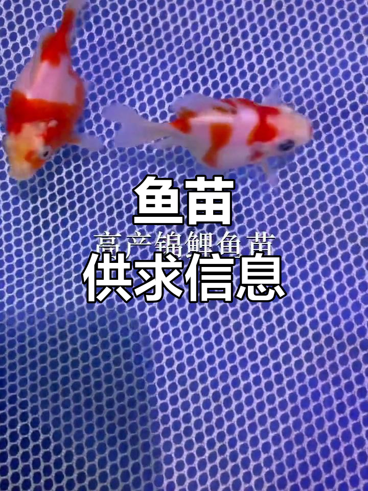 惠州与深圳鱼苗场,供应放生及养殖需求