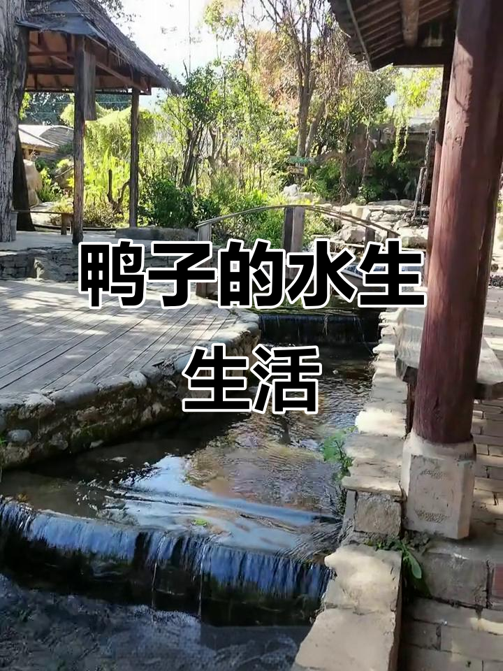 鸭子水中觅食,扁嘴宽脚游刃有余