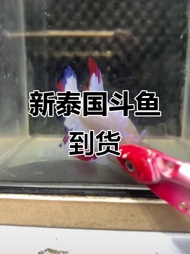 泰国斗鱼新货到,精品多多,直播拍卖10米起拍