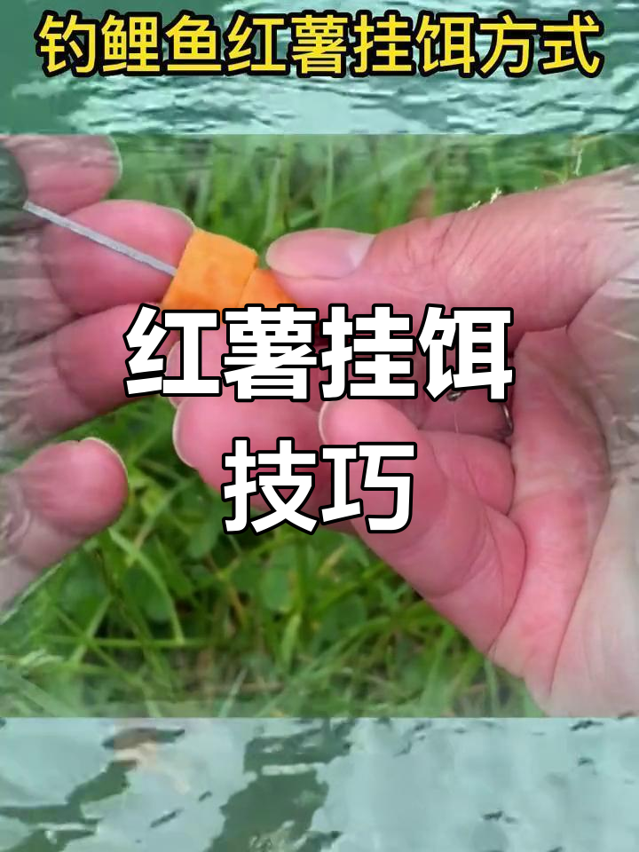 夏季钓鱼必备技巧:红薯挂钩法