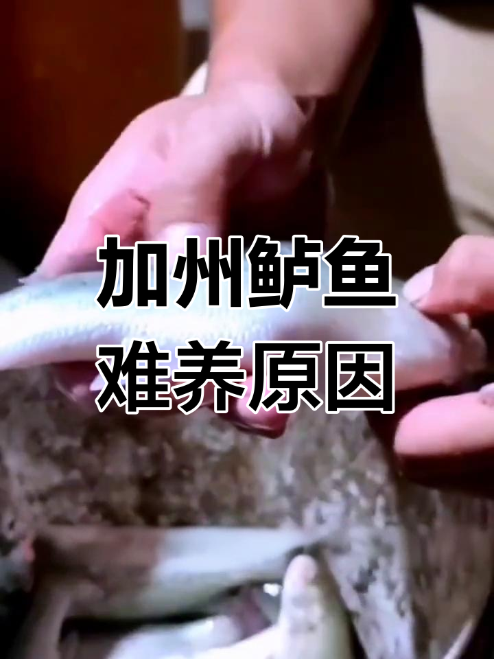 加州鲈鱼养殖难题:病害频发与饲料转型的挑战