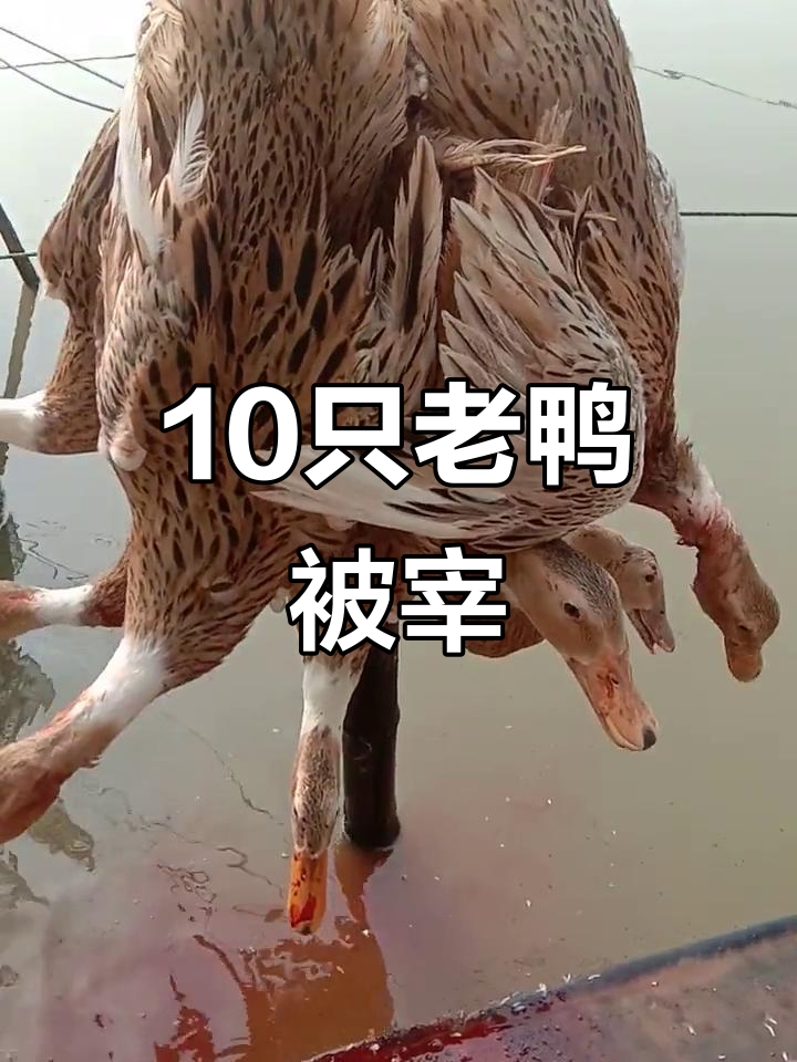 南陵尚荣生态农场杀十只老鸭,现场血腥震撼